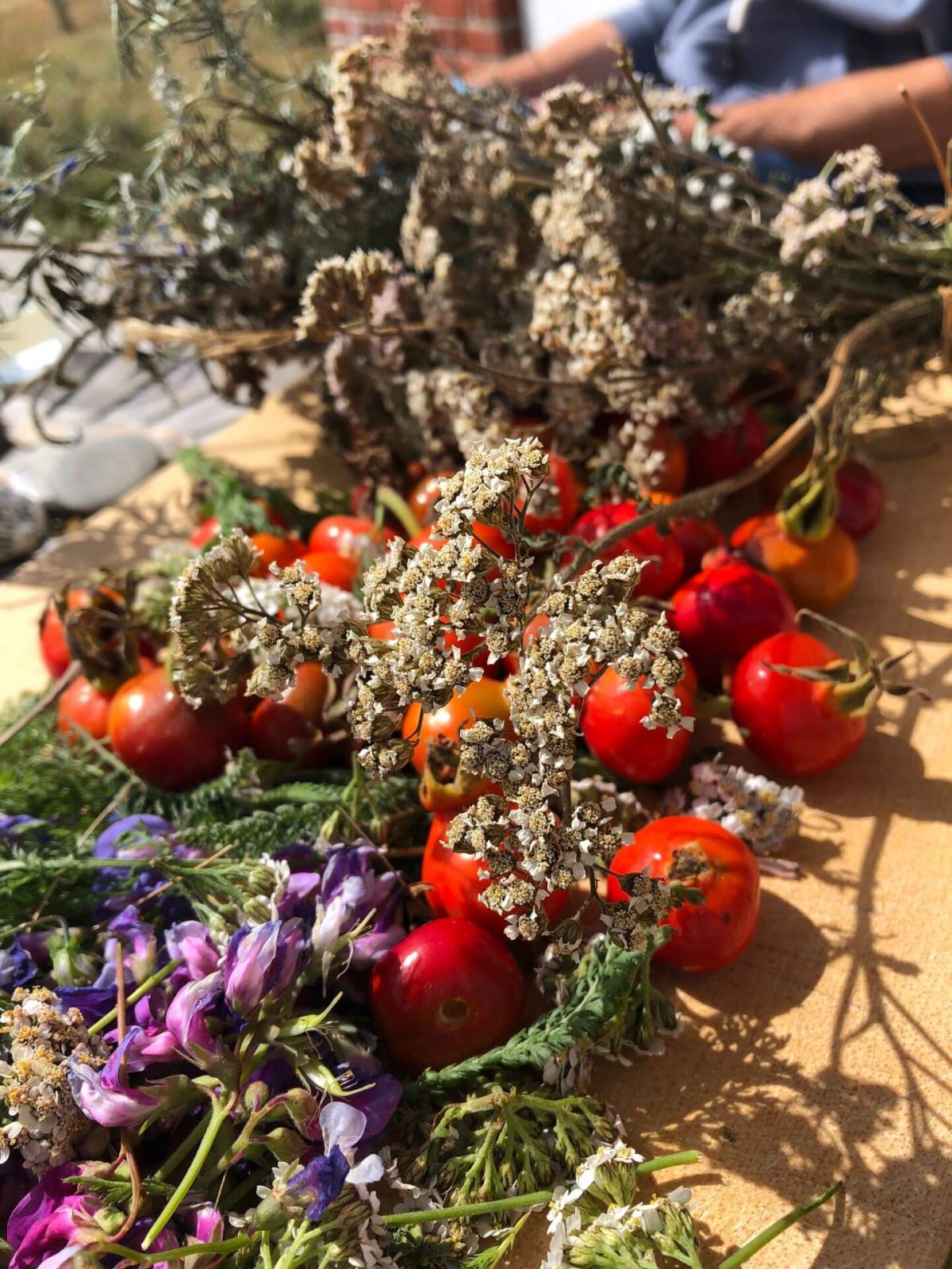 Billede af hyben og røllike samlet i sommerhusrområdet ved Husby Klitplantage.